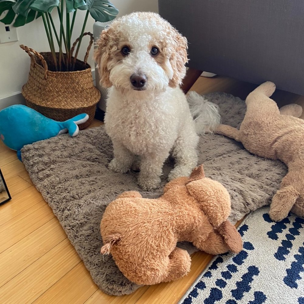 Meet your Posher, Suzie